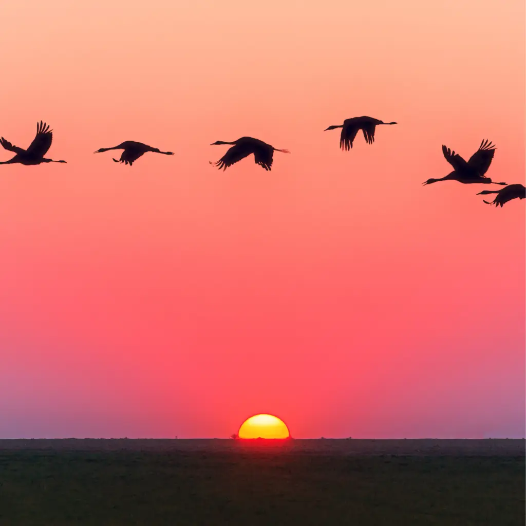 sun set and birds flying